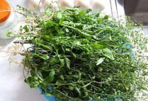 地菜煮水喝的功效与作用