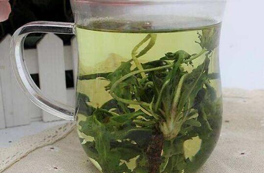 蒲公英泡水喝的功效作用