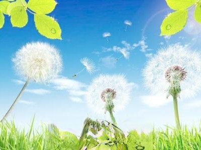 药用蒲公英