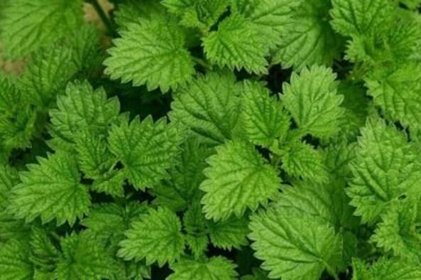 荷香叶泡水的功效与作用