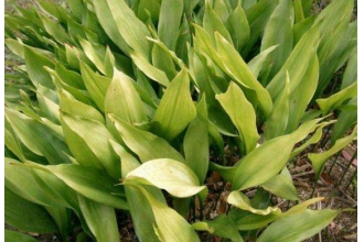 蜘蛛抱蛋的功效与作用