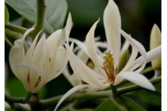 白兰花怎么养 养殖白兰花的注意事项