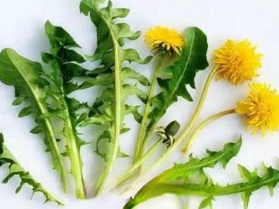 双角蒲公英是什么 双角蒲公英的功效与作用