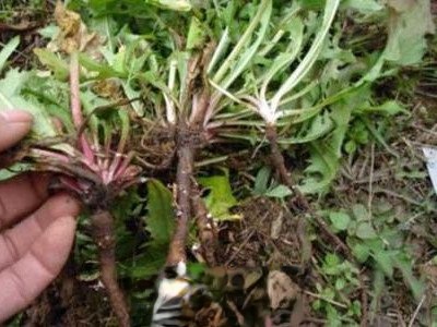 婆婆丁泡水的功效与作用 婆婆丁泡水的副作用