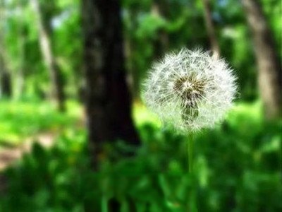 绯红蒲公英的功效与作用