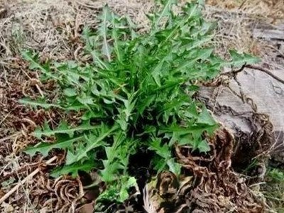 蒲公英洗脚的功效与作用