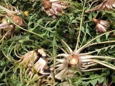 蒲公英根磨粉的有什么功效与作用