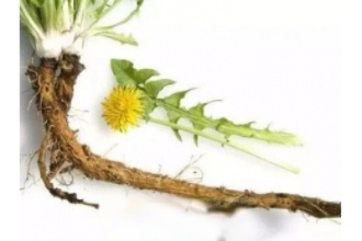 蒲公英根生熟区别 生熟蒲公英根有哪些不同