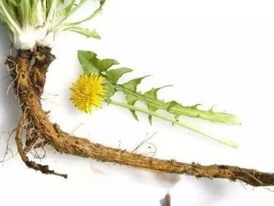 蒲公英根生熟区别