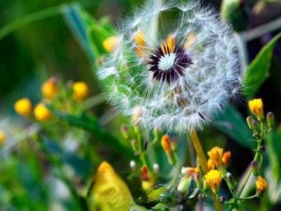 蒲公英通奶结吗 蒲公英煎水治奶结方法