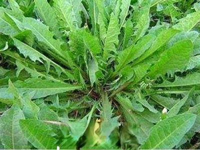 蒲公英浆的功效与作用