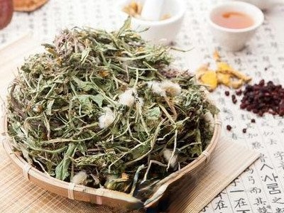 蒲公英跟什么配不寒