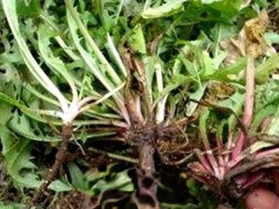 蒲公英根如何发酵炒制