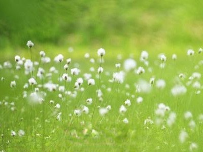 蒲公英怎样去寒性保留药效
