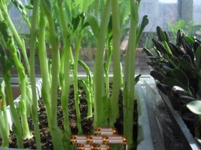 蒲公英芽苗菜怎么吃