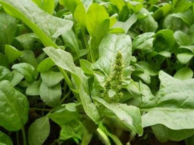 蒲公英芽苗菜怎么吃