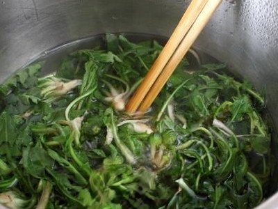 药用蒲公英