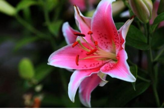 百合花的养殖方法和注意事项有哪些