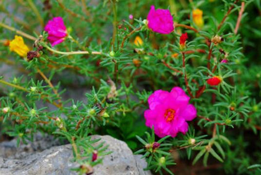 太阳花的种植方法和注意事项