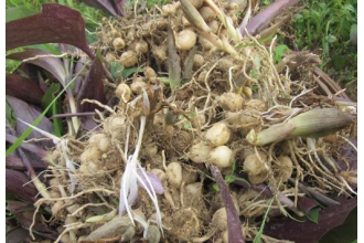 土田七的功效与作用