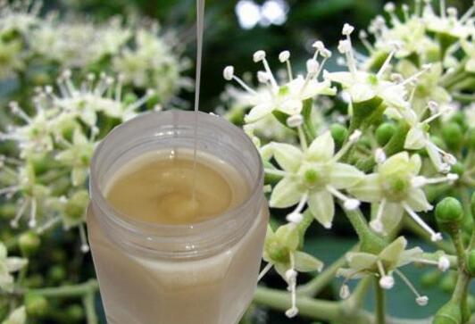 鸭脚木蜂蜜的功效与作用禁忌