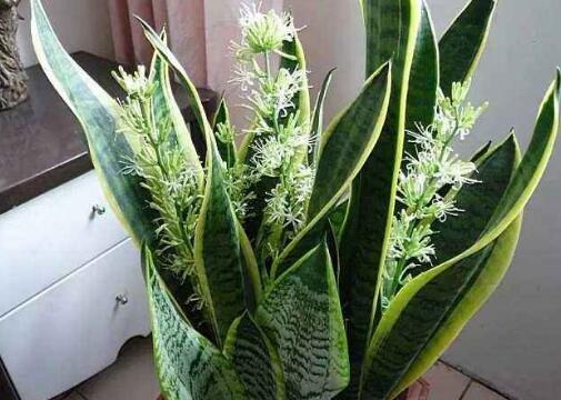 虎皮花的功效与作用