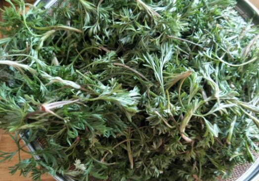 白蒿的功效与作用 白蒿的食用禁忌