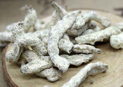 白僵蚕的功效与作用及食用方法
