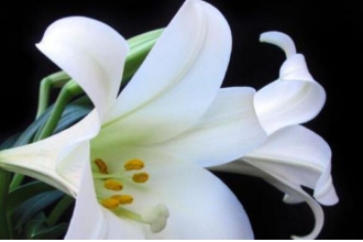 百合花的功效与作用 百合花可以吃吗