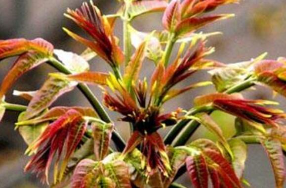 香椿和臭椿的区别