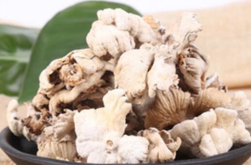 白参菇的功效与作用 白参菇的食用方法