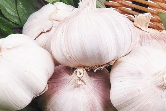 大蒜头的功效与作用