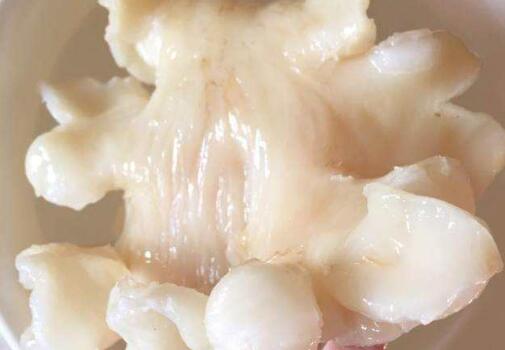 鳕鱼胶泡发的正确方法