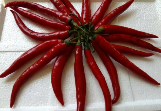 二荆条和线椒的区别