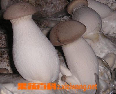 ���߰ٿ��ӱ�����Ӫ����ֵ
