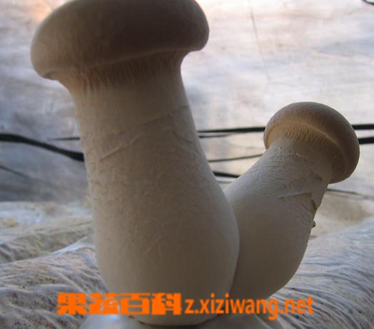 ���߰ٿ��ӱ�����Ӫ����ֵ����Ч