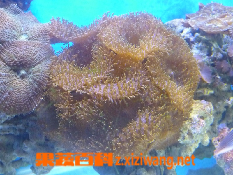���߰ٿƸ���ë��ͼƬ���Է�