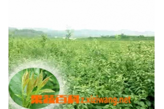 СҶ�ඡ��
