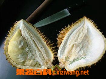 果蔬百科榴莲的核能吃吗 炒着吃味道如何