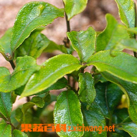 ���߰ٿư�����ҩ������