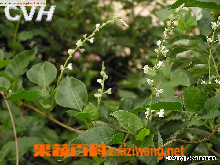 ���߰ٿ�ҹ���ٵĹ�Ч������