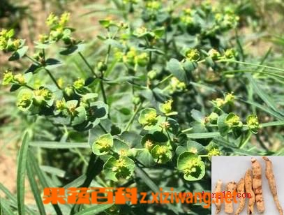 ���߰ٿƸ���Ĺ�Ч