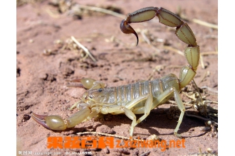 ȫЫ�Ĺ�Ч������