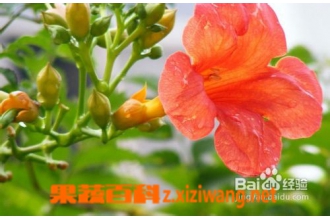 ����ɮ�Ĺ�Ч������