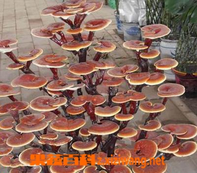 ���߰ٿ���֥�Ĺ�Ч�븱����