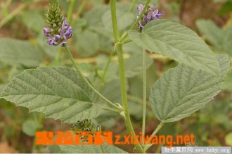 ����֬�������빦Ч