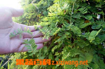 ���߰ٿƼ��ǲݵ�����