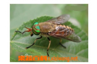 ��Ĺ�Ч������