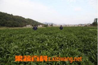 ����Ĺ�Ч������