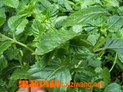 ���߰ٿ����۲ݵ�����